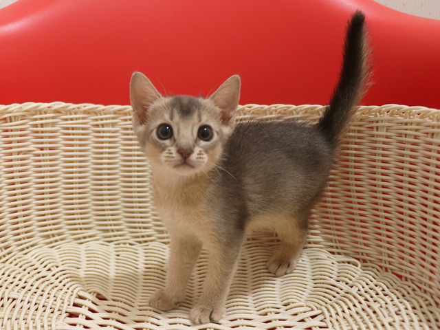 アビシニアンの子猫画像