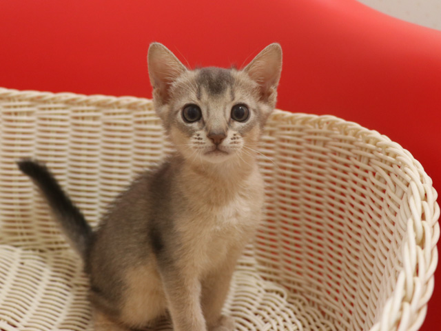 アビシニアンの子猫画像