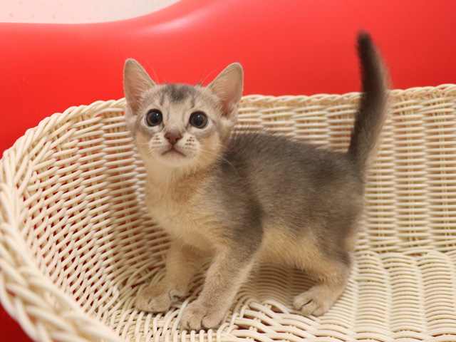 アビシニアンの子猫画像