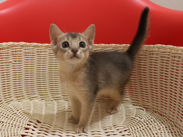 アビシニアンの子猫画像
