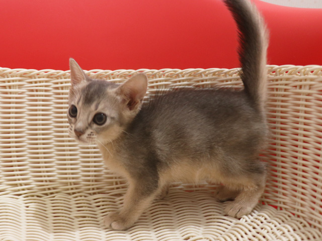 アビシニアンの子猫画像