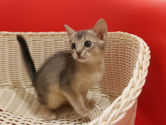 アビシニアンの子猫画像