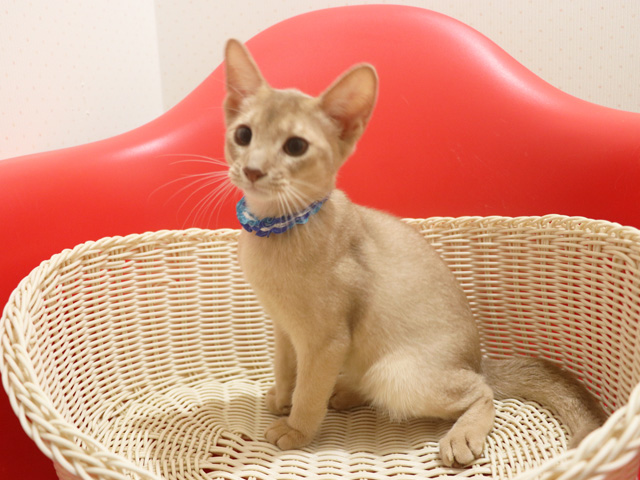 アビシニアンの子猫画像