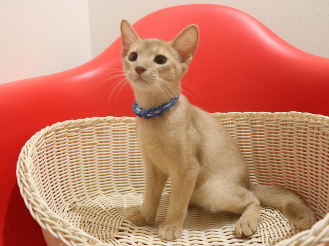 アビシニアンの子猫画像