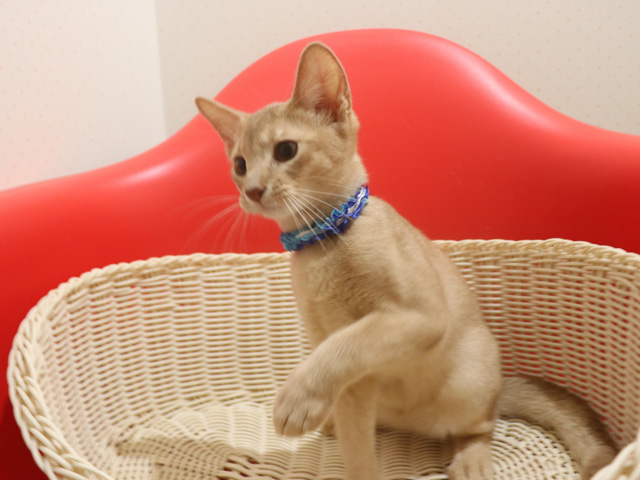 アビシニアンの子猫画像