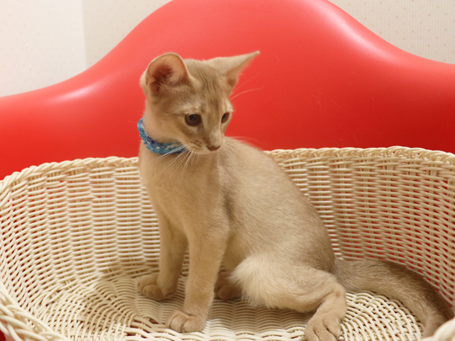 アビシニアンの子猫画像