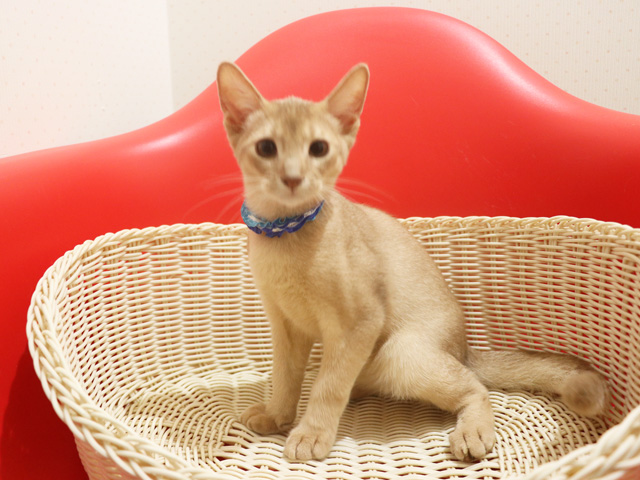 アビシニアンの子猫画像