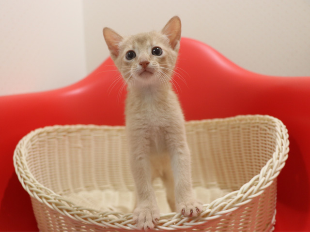 アビシニアンの子猫画像