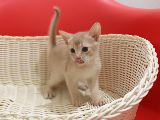 アビシニアンの子猫画像