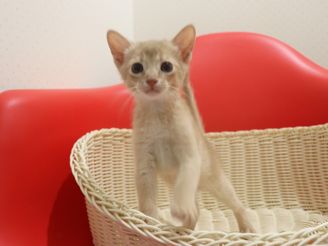 アビシニアンの子猫画像