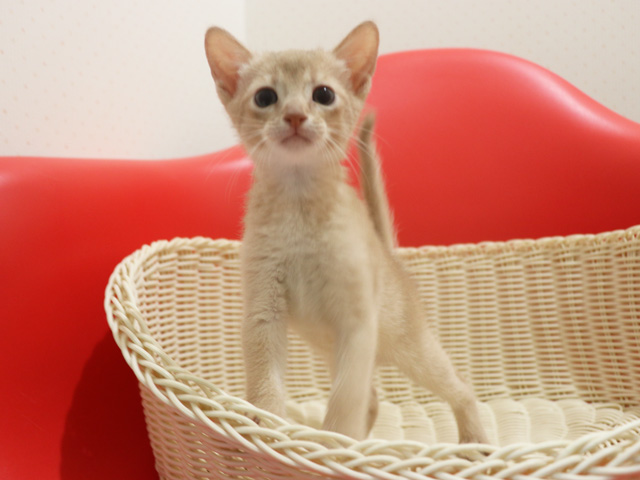 アビシニアンの子猫画像