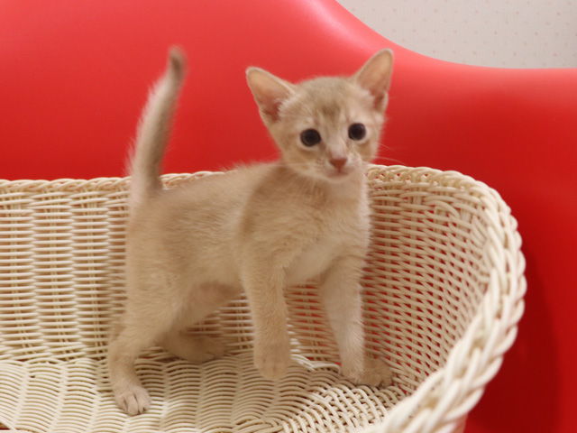 アビシニアンの子猫画像