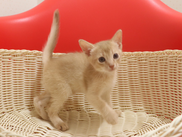 アビシニアンの子猫画像