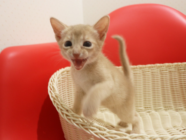 アビシニアンの子猫画像