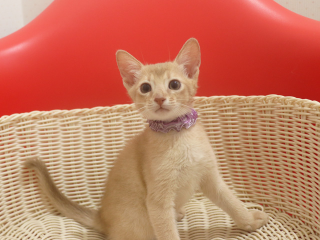 アビシニアンの子猫画像