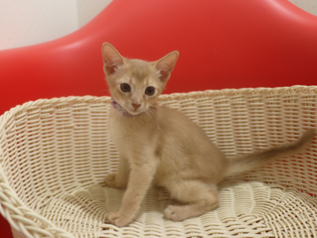 アビシニアンの子猫画像