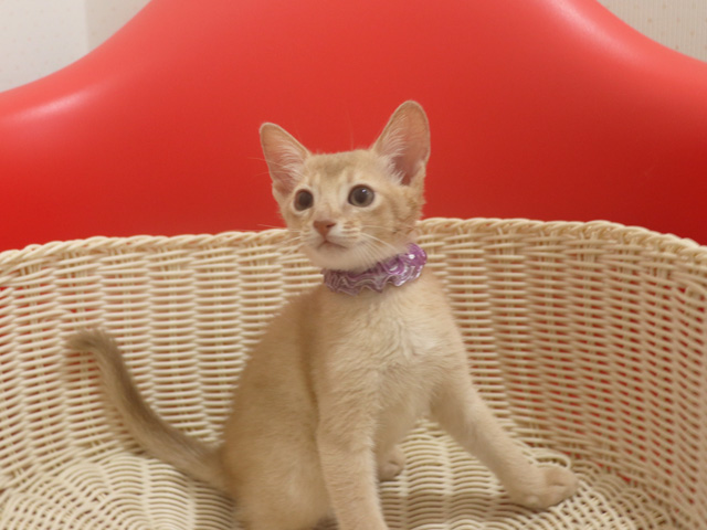アビシニアンの子猫画像