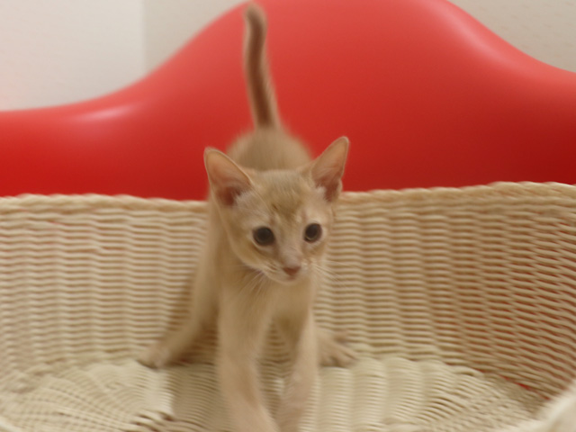 アビシニアンの子猫画像
