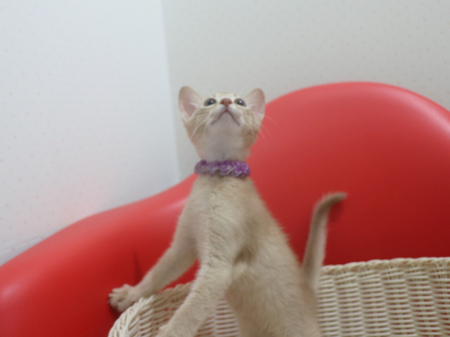 アビシニアンの子猫画像