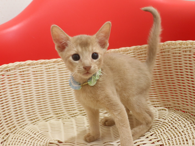 アビシニアン子猫画像