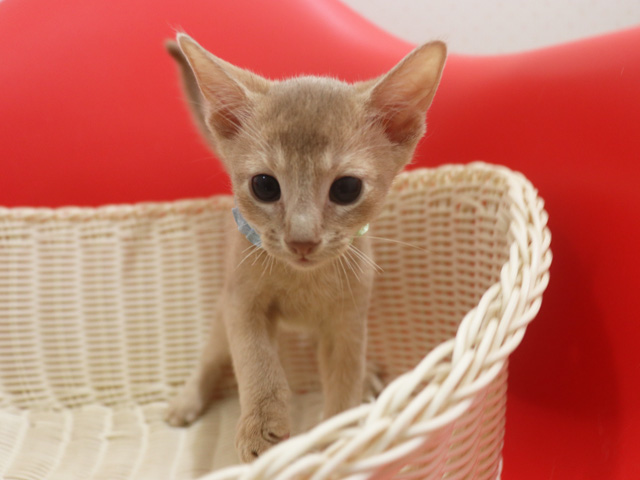 �A�r�V�j�A���̎q�L�摜