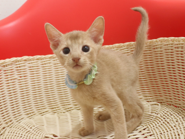 �A�r�V�j�A���̎q�L�摜