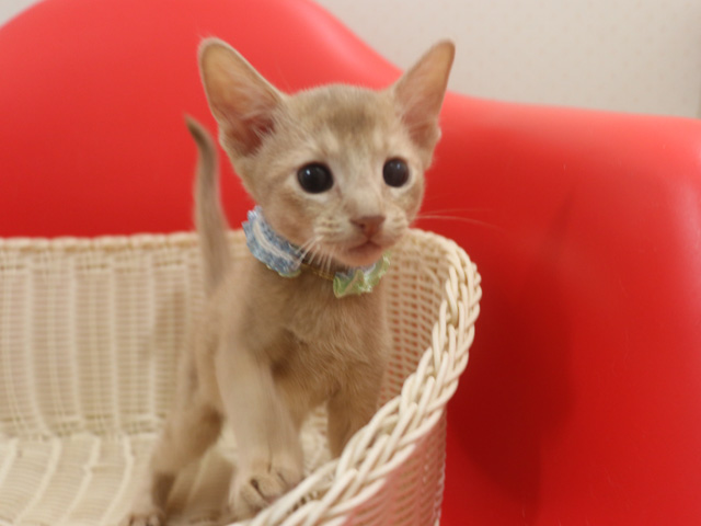 �A�r�V�j�A���̎q�L�摜