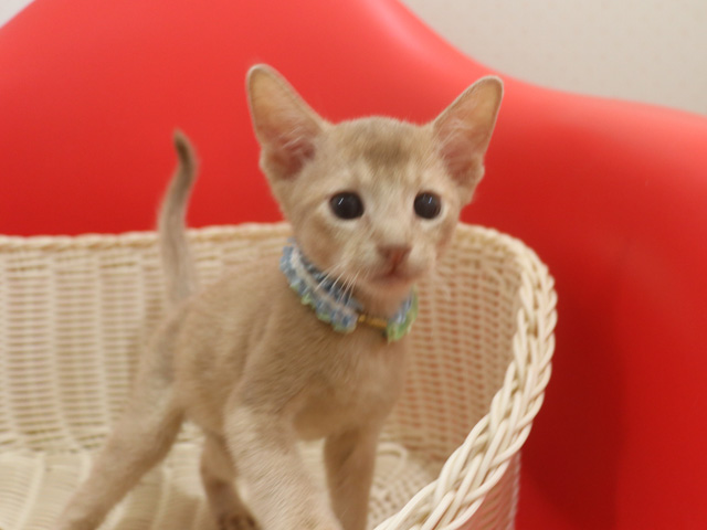 �A�r�V�j�A���̎q�L�摜