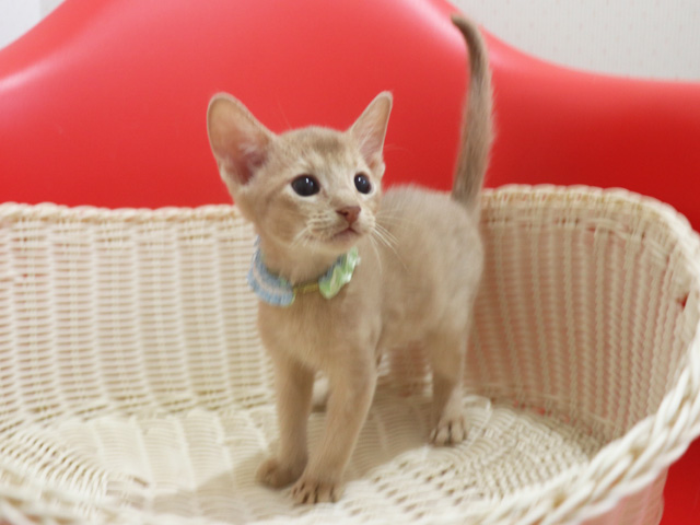 �A�r�V�j�A���̎q�L�摜