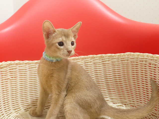 �A�r�V�j�A���̎q�L�摜