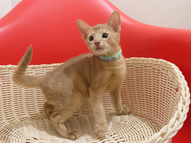 �A�r�V�j�A���̎q�L�摜