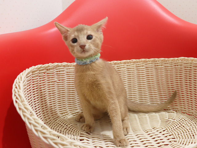 �A�r�V�j�A���̎q�L�摜