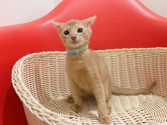 �A�r�V�j�A���̎q�L�摜