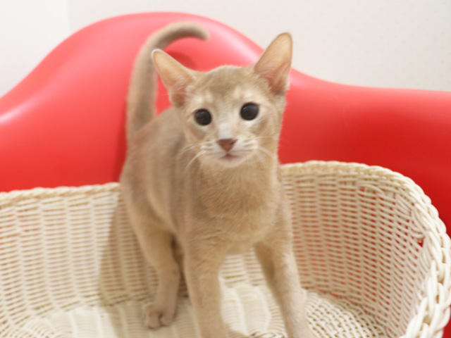 �A�r�V�j�A���̎q�L�摜