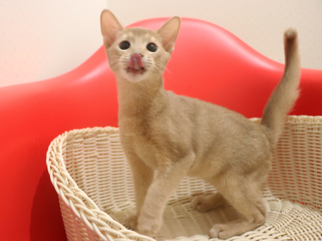 �A�r�V�j�A���̎q�L�摜