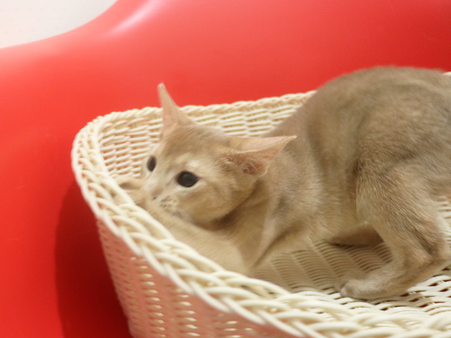 �A�r�V�j�A���̎q�L�摜