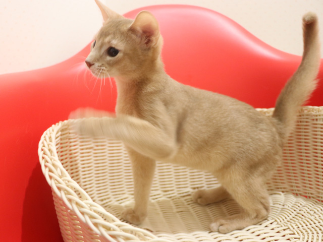 �A�r�V�j�A���̎q�L�摜