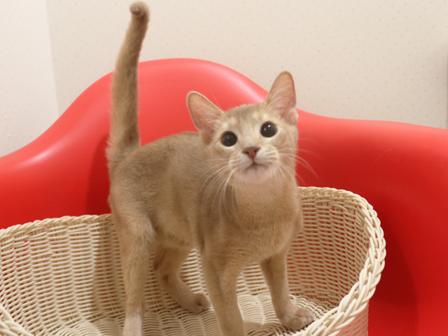 アビシニアンの子猫画像