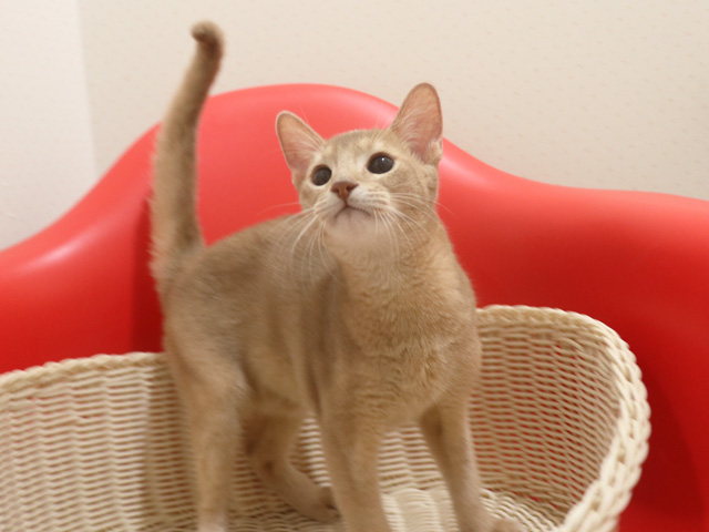 �A�r�V�j�A���̎q�L�摜