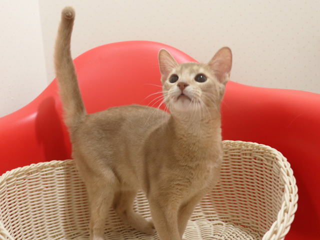 �A�r�V�j�A���̎q�L�摜