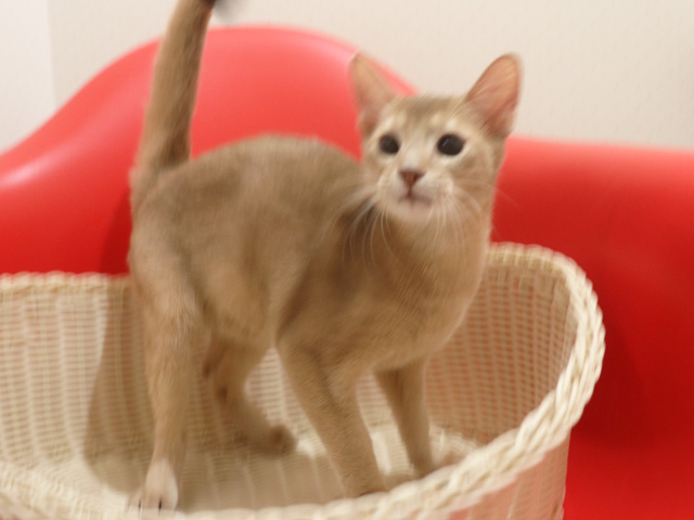 �A�r�V�j�A���̎q�L�摜