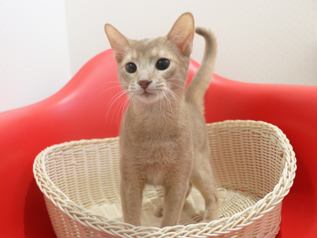 �A�r�V�j�A���̎q�L�摜