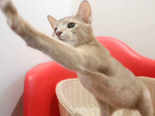 �A�r�V�j�A���̎q�L�摜