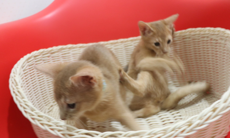 �A�r�V�j�A���̎q�L�摜