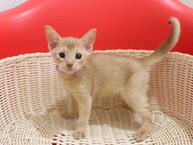 アビシニアン子猫画像