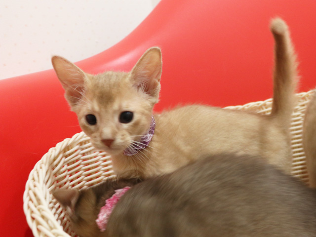 �A�r�V�j�A���̎q�L�摜