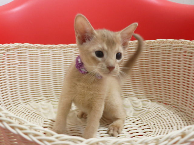 �A�r�V�j�A���̎q�L�摜