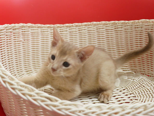 �A�r�V�j�A���̎q�L�摜