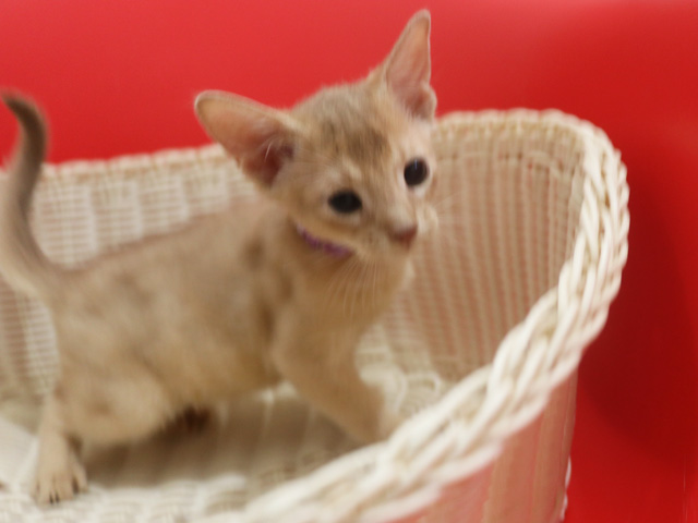 �A�r�V�j�A���̎q�L�摜