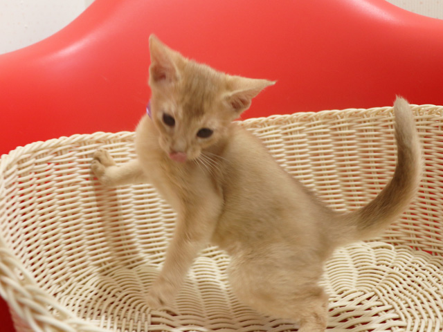 �A�r�V�j�A���̎q�L�摜